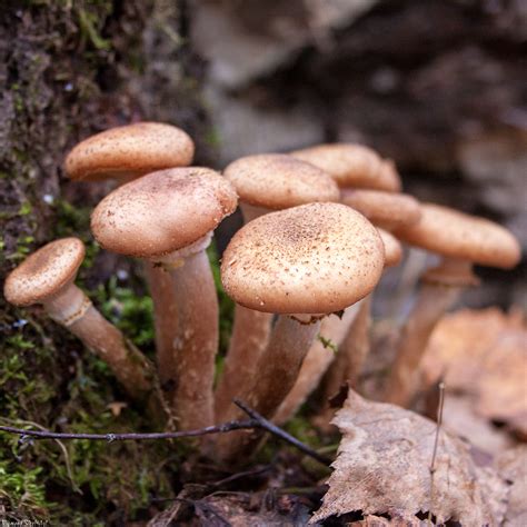Опёнок осенний, северный (Armillaria borealis) – Грибы Сибири