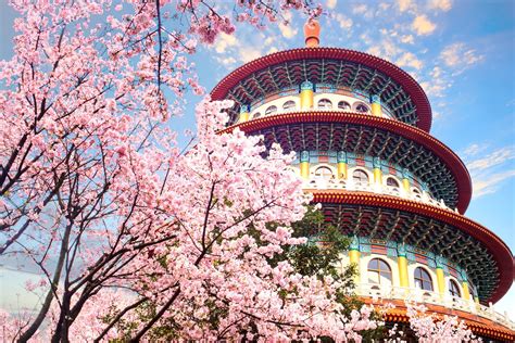 TAI-WANT to see cherry blossoms in full bloom? Fly to Taiwan hassle
