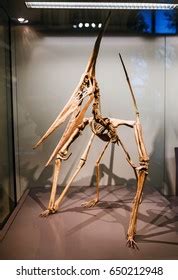 Pterodactyl Skeleton Photos, Images & Pictures | Shutterstock