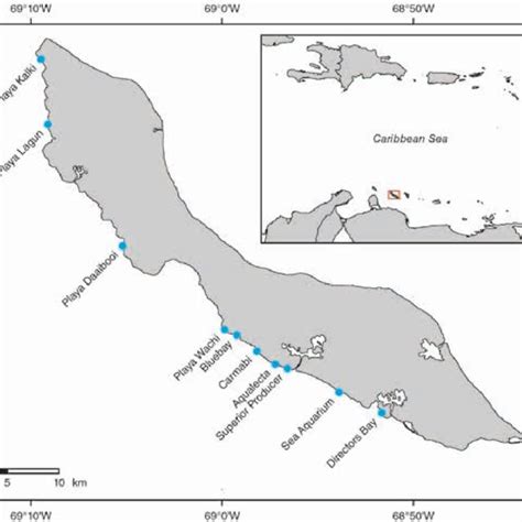 genetic  morphological variation  corallivorous snails