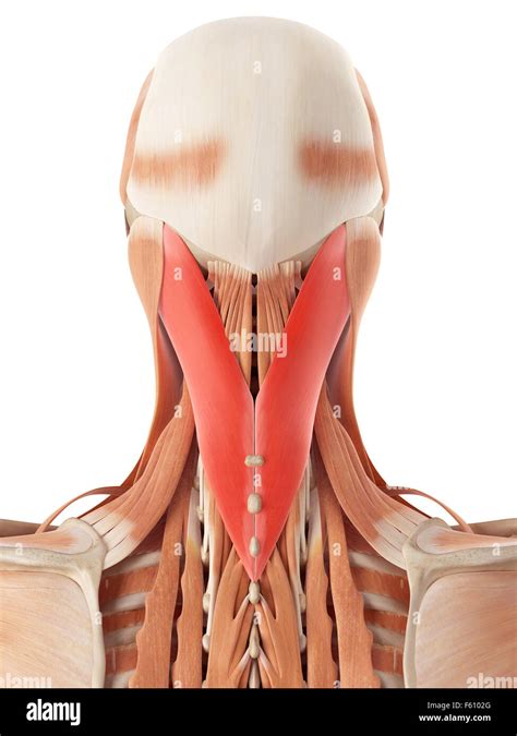 Splenius Capitis Anatomy