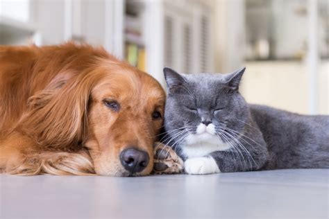 13 Calmest Cat Breeds - The Discerning Cat