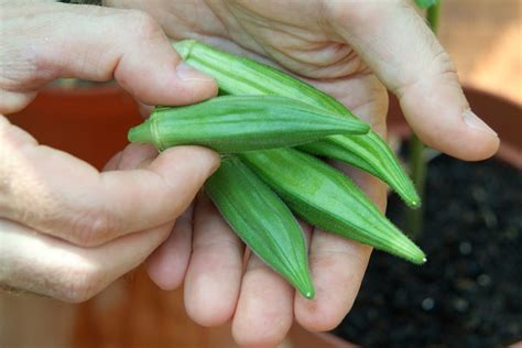 grow   okra bbc gardeners world magazine