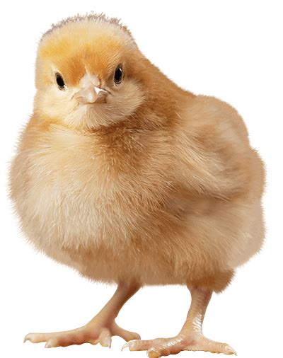 Farm Supply - Chick Product Guide