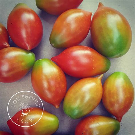 5 Fatal Mistakes For Germinating Seeds - You Should Grow