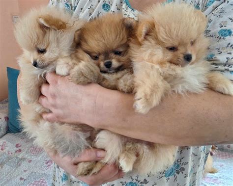 Мини померани момиче и момче гр. София Люлин 10 • OLX.bg