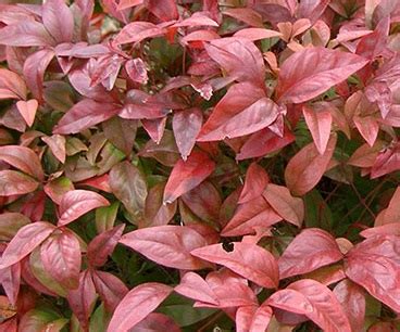 Нандина (Nandina domestica) Купить в Симферополе | Садовый центр Фрея, Крым