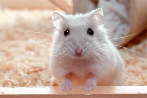 🐹HAMSTER буюу орог зусаг🐹 | Facebook