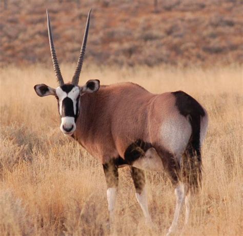 oryx white sands  mexico african animals white sands
