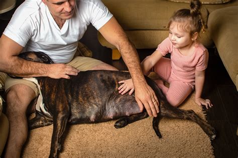 What Do Contractions Look Like In A Dog