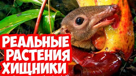 Растения хищники комнатные растения - YouTube