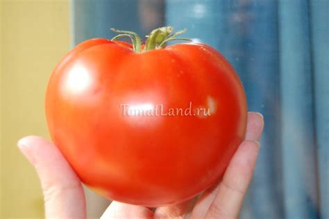 Томат Добрый: отзывы (8), фото, урожайность | tomatland.ru
