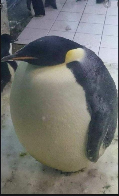 wide penguin Blank Template - Imgflip