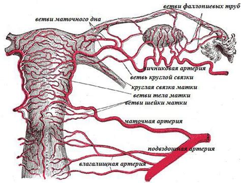 Матка: строение, анатомия, фото. Анатомия матки, маточных труб и придатков