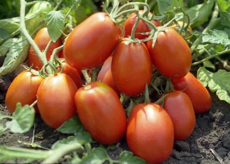 высокоурожайный помидор рио гранде | Tomato, Garden seeds, Tomato seeds