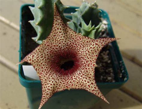 HUERNIA (ГУЭРНИЯ) : Succulent site