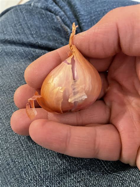 Planting shallots - General Gardening - Growing Fruit