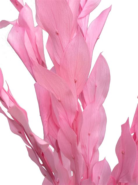 Dried Ruscus Pink israeli – Wild Blooms