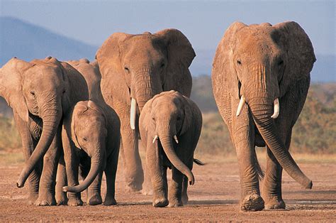 animal african bush elephant hd wallpaper