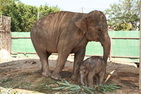 60+ Free Cub Elephant & Elephant Images - Pixabay