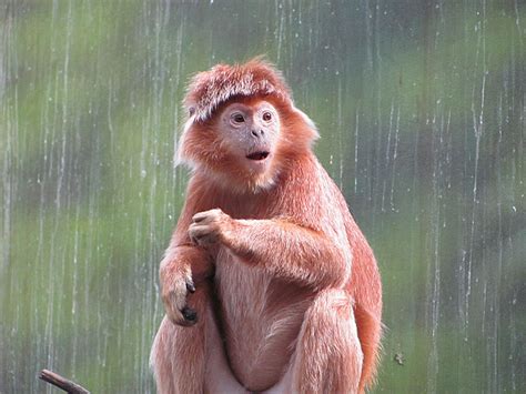 hulman jávský (Trachypithecus auratus)