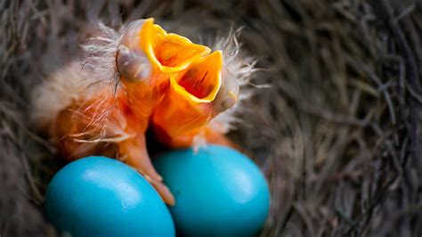 American robin: The bird lay Tiffany Blue egg - CGTN