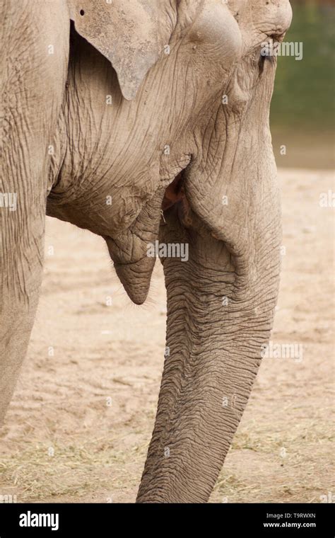 An Elephant close up Stock Photo - Alamy