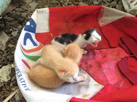 Help on found kittens : r/Philippines