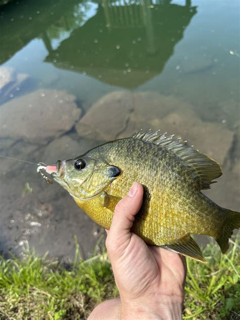 Bait porn and some catches : r/BFSfishing