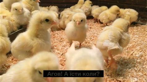 Агов! А їсти коли? Хочу комбікорм "Крамар"! - YouTube