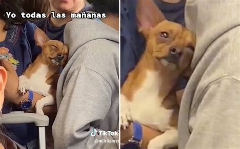 'Me representa'; perrito chihuahua se duerme en el Metro y enternece a ...