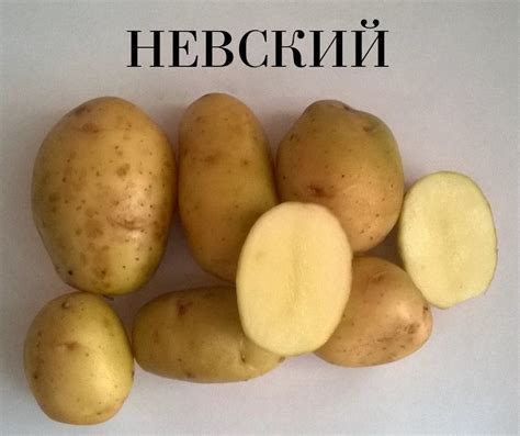 Картофель Невский: описание сорта, урожайность, вкус