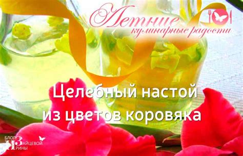 Трава коровяк. Лечебные свойства. Применение. Как заваривать