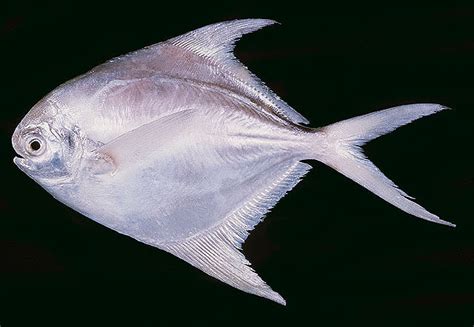 (Stromateidae Rafinesque, 1810) Семейство Строматеиды, Строматеевые ...