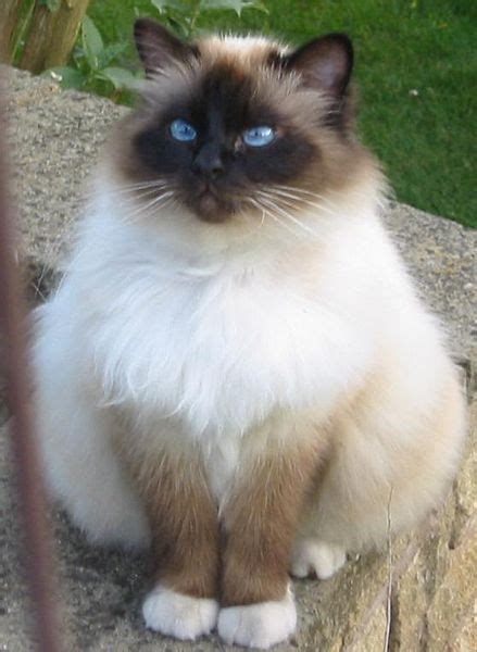 1000+ images about Bold Birman Cats on Pinterest | Pictures of, Kittens ...