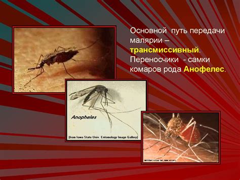 Малярия - презентация онлайн