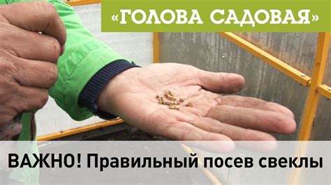 Голова садовая - ВАЖНО! Правильный посев свеклы - YouTube