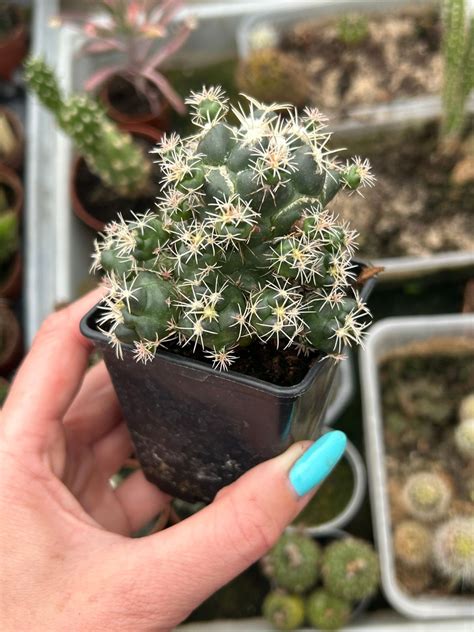 Coryphantha andreae | Cactuses \ Coryphantha | Kaktusy, sukulenty i ...