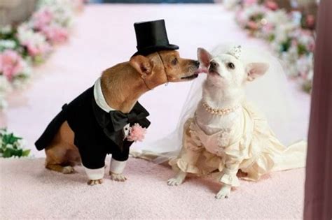 Wedding Dresses For Dogs - Dogs Breeds Guide