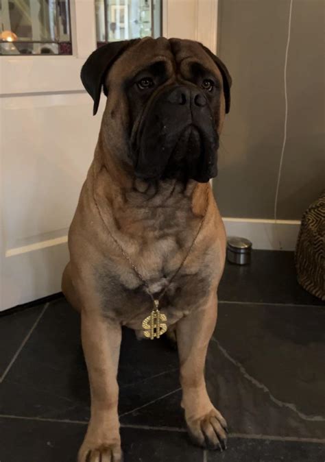 354 best r/bullmastiff images on Pholder | Halloween Meechy