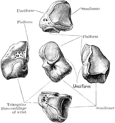 Cuneiform Bone | ClipArt ETC