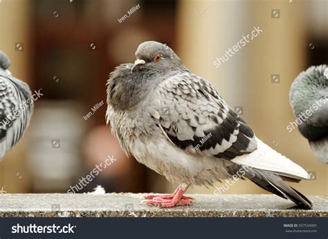 Large Grey Pigeon Puffed Out Chest Stock Photo 597534905 | Shutterstock