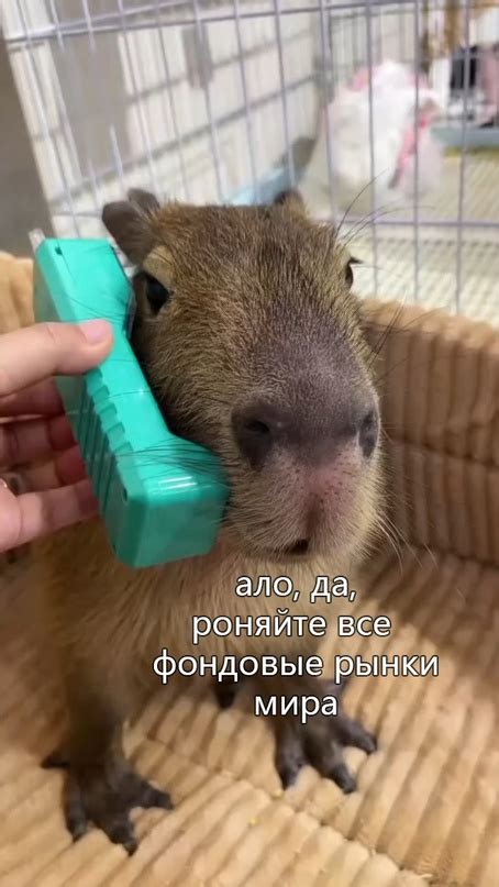 Капибары каждый день | Капибарий Какиленд 2024 | ВКонтакте
