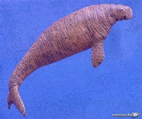 Animais Extintos Do Mar - Sempre Tenso: 10 fantásticos animais extintos
