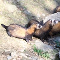 Ferret in Japanese - Names of Animals in Japanese