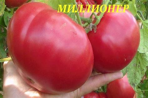 Томат Миллионер: характеристика и описание высокорослого сорта с фото