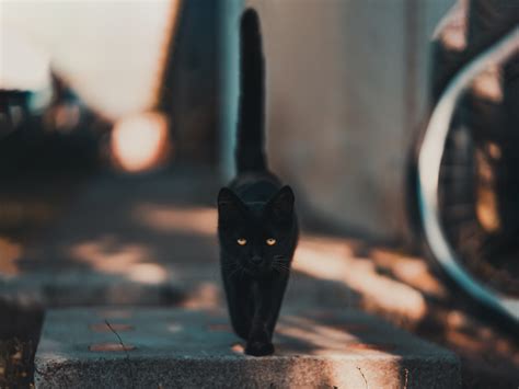 100 Black Cat Names - For Male And Female Cats - Fur Fun With ME