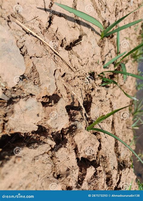 Prolonged Dry Season Can Cause Dry and Cracked Soil Stock Image - Image