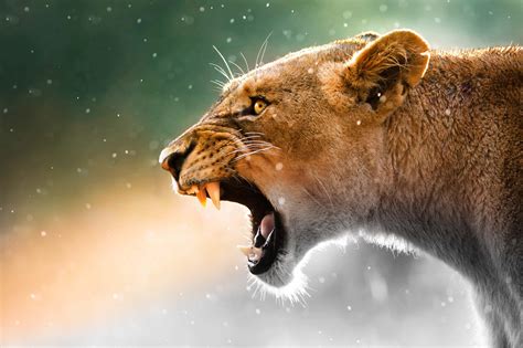 Wildlife - The TreadRight Foundation - Make Travel Matter