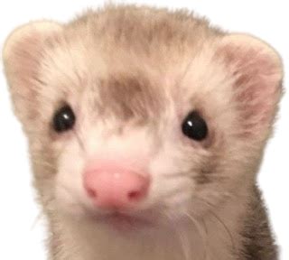 Ferret_stare - Discord Emoji